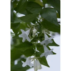 Abelia Grandiflora