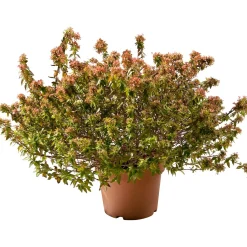 Abelia mix varietà vaso 30 cm
