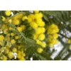 Acacia Dealbata mimosa vaso 20 cm