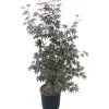 Acero palmato Bloodgood cespuglio h 100/125 cm