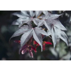 Acero palmato Bloodgood cespuglio h 100/125 cm