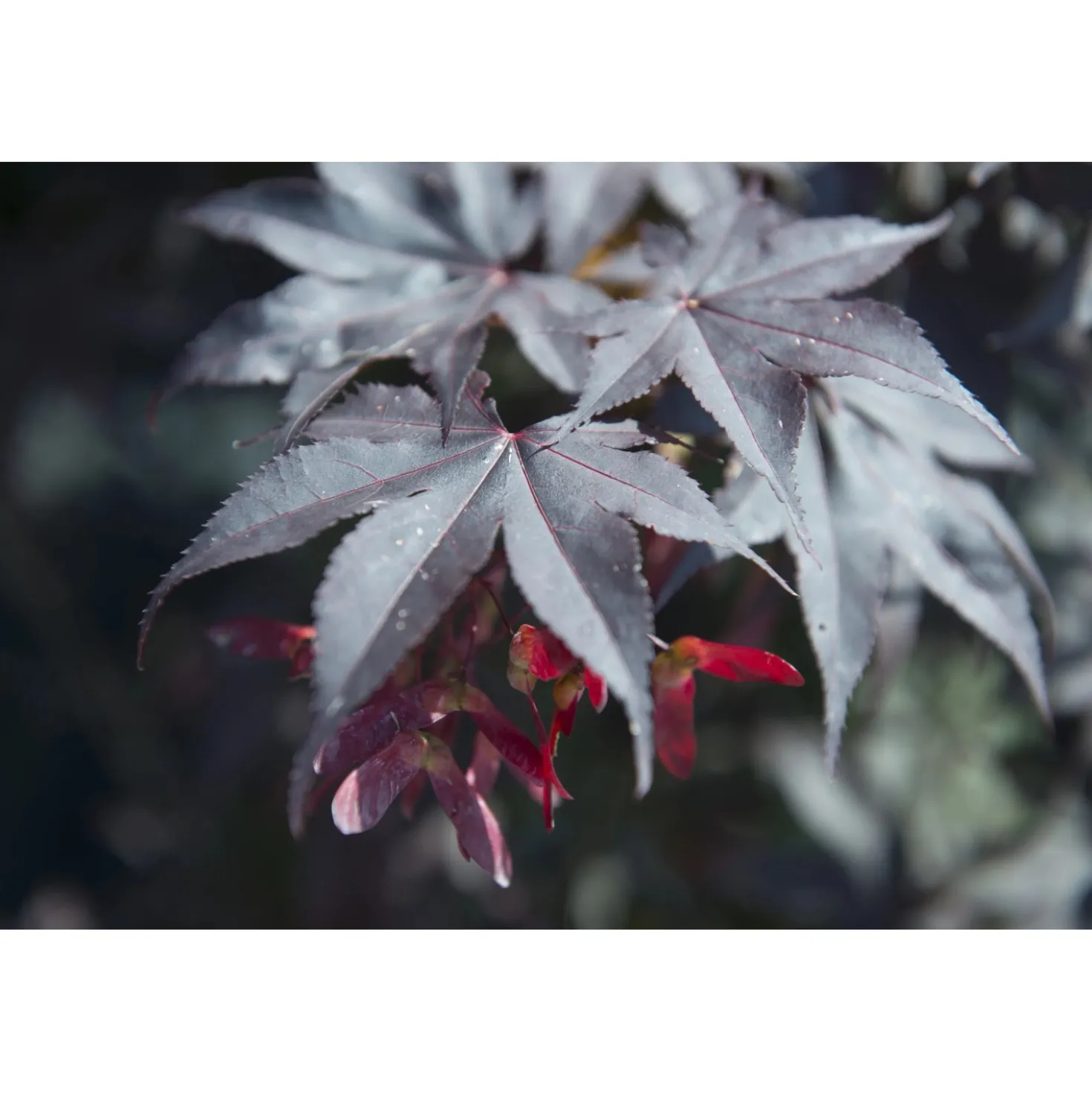 Acero palmato Bloodgood cespuglio h 100/125 cm