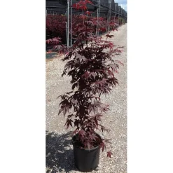 Acero palmato cespuglio h 60/80 cm