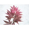 Acero palmato Skeeters Broom bonsai 30/40 cm