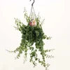 Aeschynanthus Rasta Vaso 15 cm
