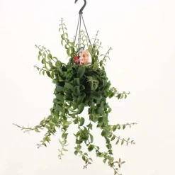 Aeschynanthus Rasta Vaso 15 cm