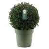 Agrifoglio giapponese Jenny Ilex crenata vaso Ø 40 cm