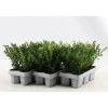Agrifoglio giapponese Jenny confezione da 6 Ilex crenata
