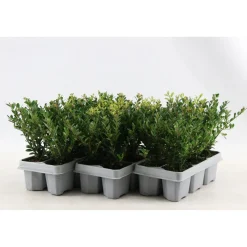 Agrifoglio giapponese Jenny confezione da 6 Ilex crenata