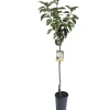 Albero da frutto Cachi vaso 6 l