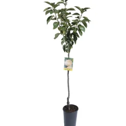 Albero da frutto Cachi vaso 6 l