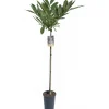 Albero da frutto Castagno vaso 6 l
