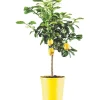 Albero da frutto Citrus Limone vaso 22 cm