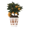 Albero da frutto Citrus Mitis Calamondino in vaso decorativo Ø cm 18
