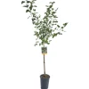 Albero da frutto Gelso vaso 6 l