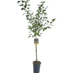 Albero da frutto Gelso vaso 6 l