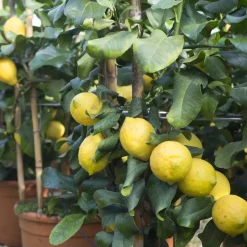 Albero da frutto Limone forma a cerchio