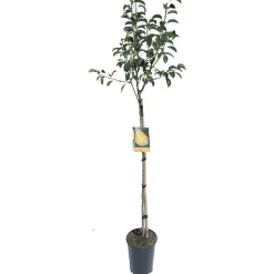 Albero da frutto Pero vaso 6 l