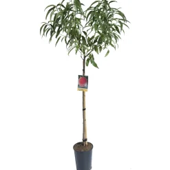 Albero da frutto Pesco vaso 6 l