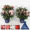 Azalea Christine vaso 14 cm