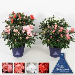Azalea Christine vaso 14 cm