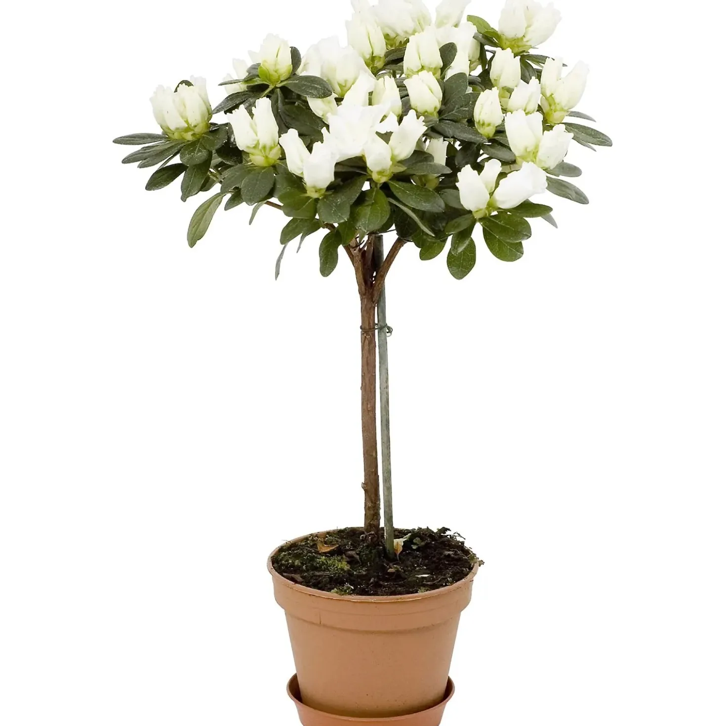 Azalea da appartamento in vaso Ø 14 cm