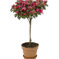 Azalea da appartamento in vaso Ø 14 cm
