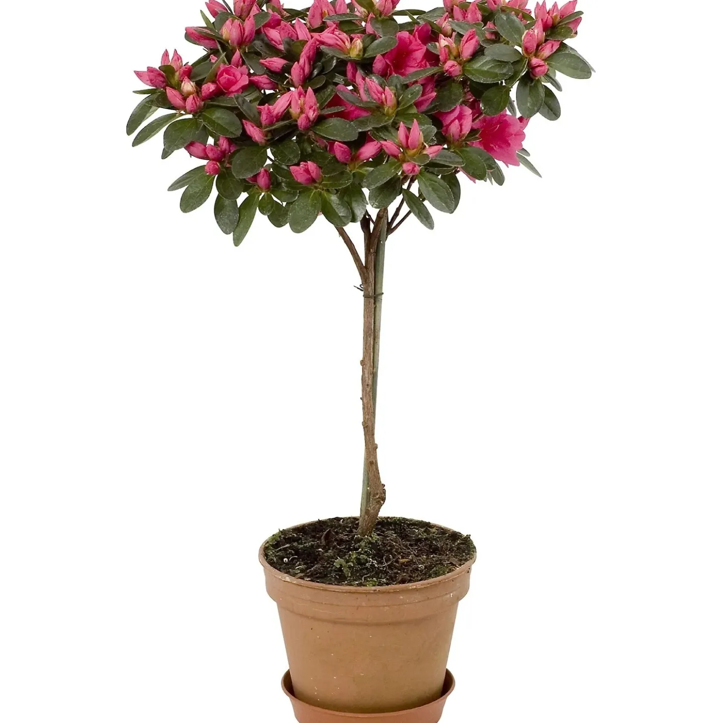 Azalea da appartamento in vaso Ø 14 cm