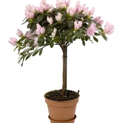 Azalea da appartamento in vaso Ø 14 cm