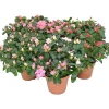 Azalea diametro in vaso 22 - 25 cm