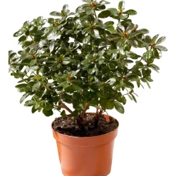 Azalea japonica chioma 27-30 cm