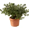 Azalea japonica chioma 45-50 cm
