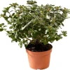 Azalea japonica chioma 31-35 cm