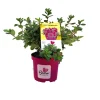Azalea rifiorente "Bloom Champion"