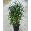 Bambù
