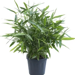 Bambù