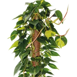 Bastone muschiato 60 cm Ø 32 mm