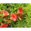 Bignonia Madame Gallen