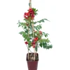 Bignonia Stromboli