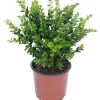Bosso 40/60 cm