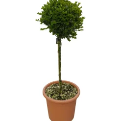 Bosso mini alberetto h 30/40 cm