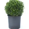 Bosso palla 25 cm