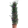Bouganvillea glabra sanderiana