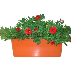 Calibrachoa millecolori vaschetta 40 cm