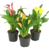 Calla colorata in vaso Ø 15 cm