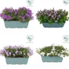 Campanula Addenda vaso 27 cm