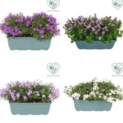 Campanula Addenda vaso 27 cm