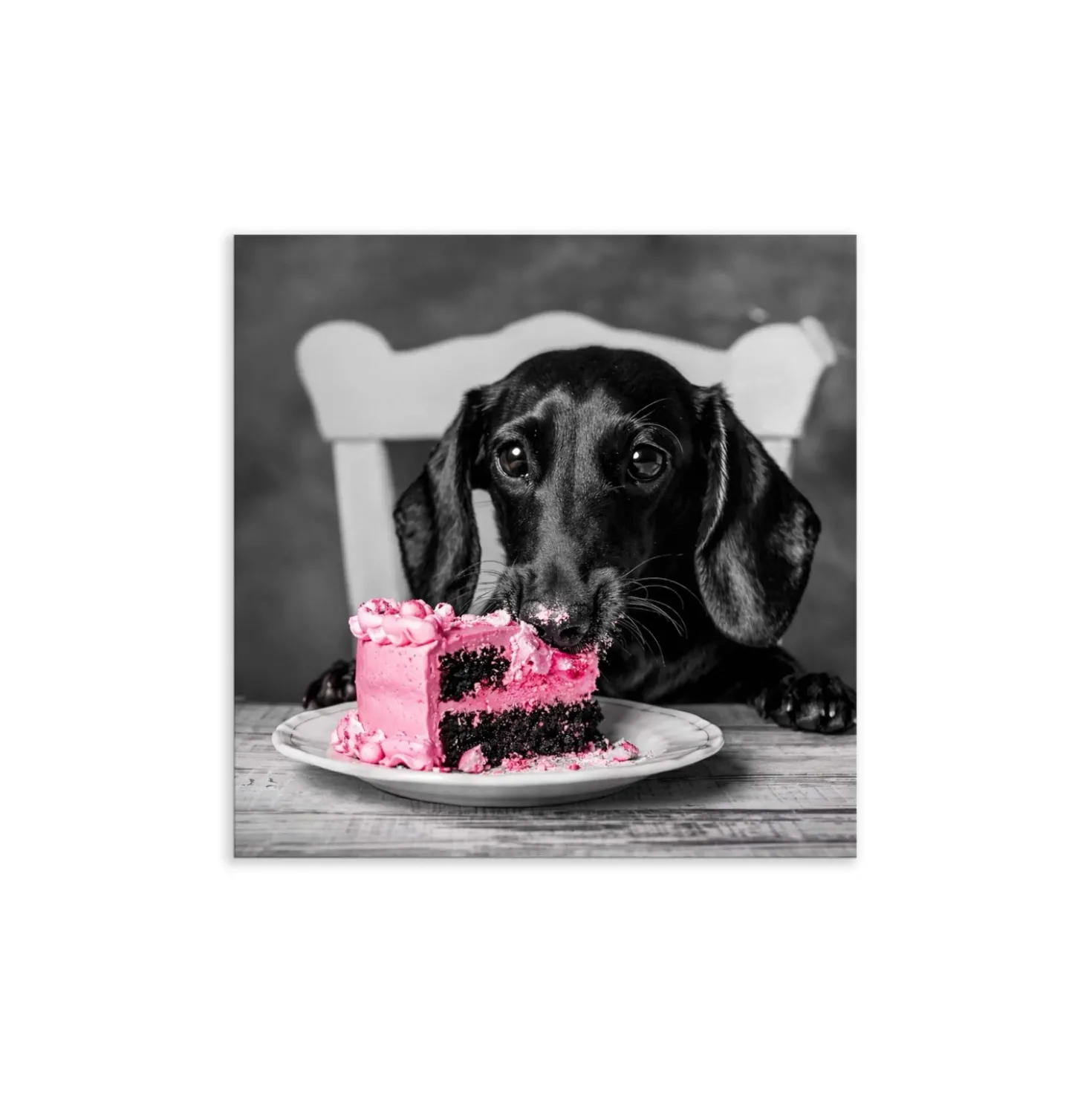 Canvas 30x30 cm dachshund