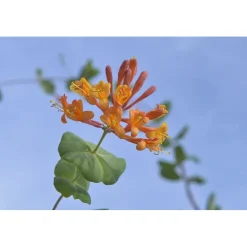 Caprifoglio Dropmore Scarlet cono