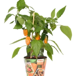Capsicum Pick & Joy vaso Ø 14 cm